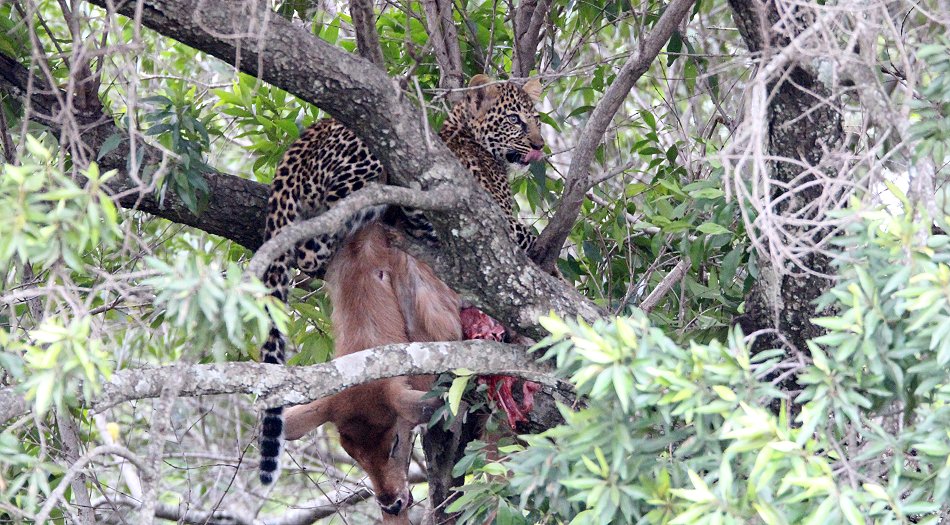 Leopard, Kaboso