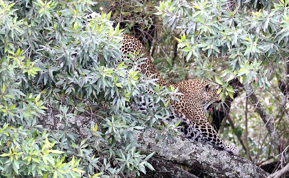 Leopard, Kaboso