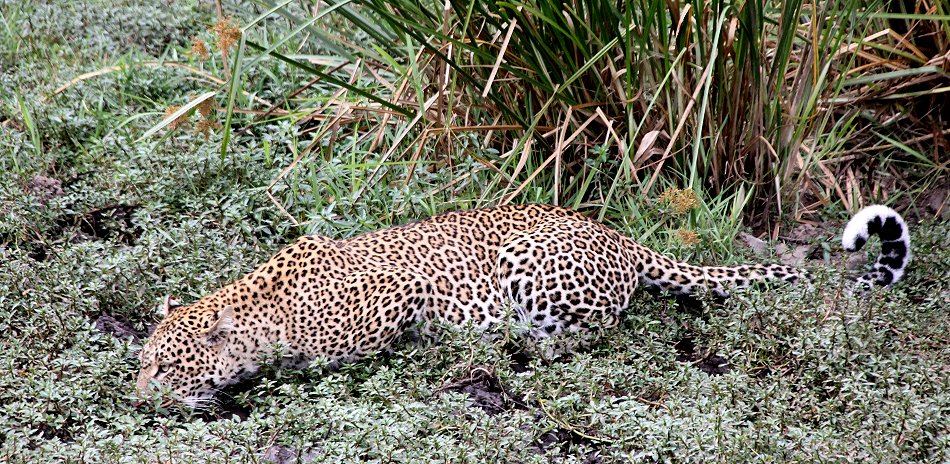 Leopard, Kaboso
