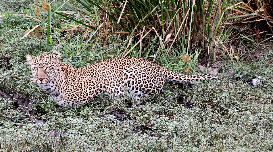 Leopard, Kaboso