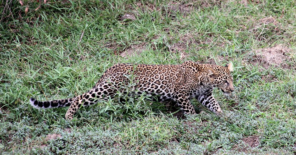 Leopard, Kaboso