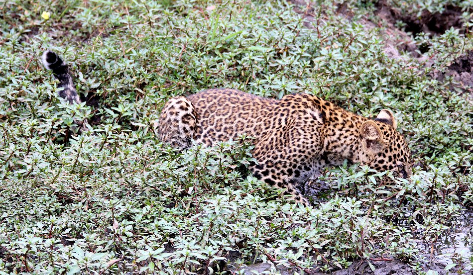 Leopard, Kaboso