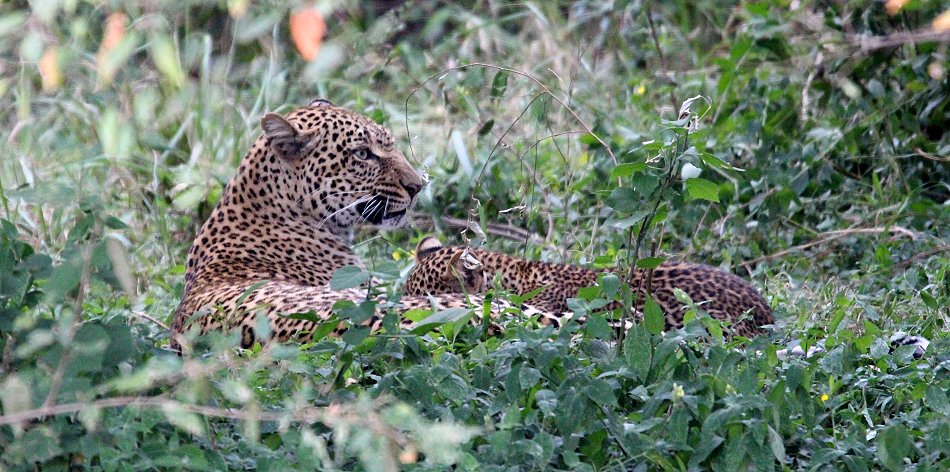 Leopard, Kaboso