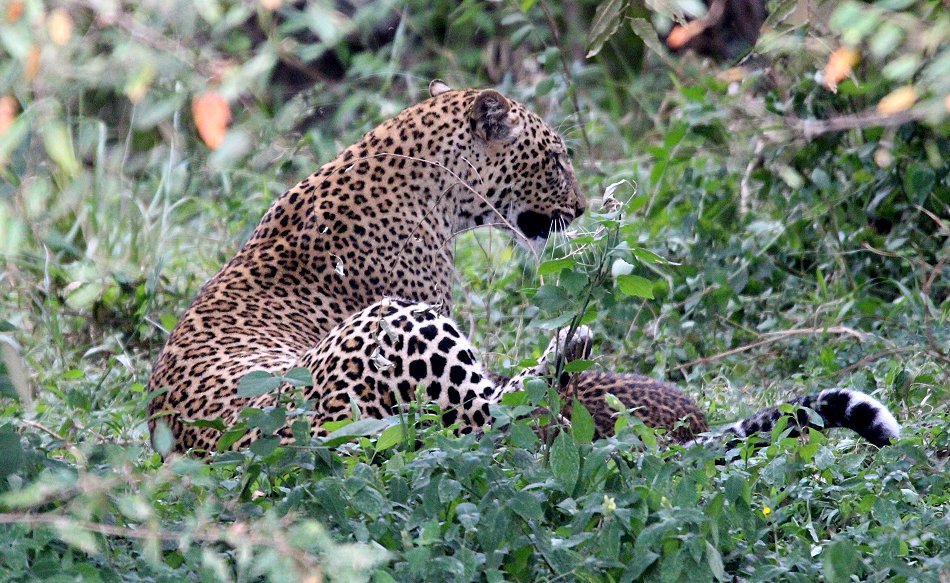 Leopard, Kaboso