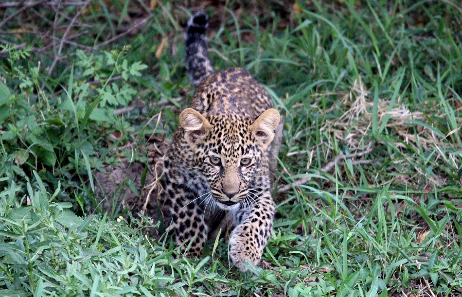Leopard, Kaboso