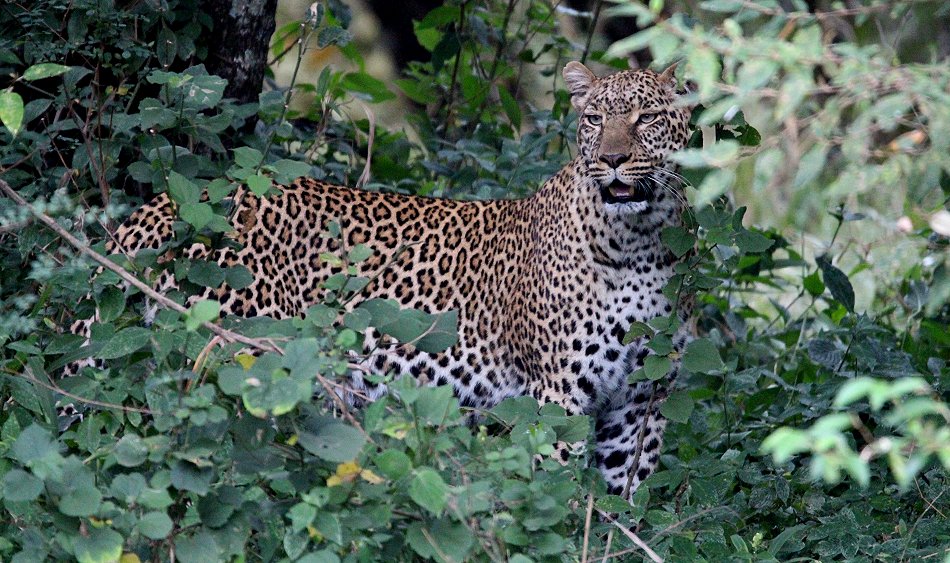 Leopard, Kaboso