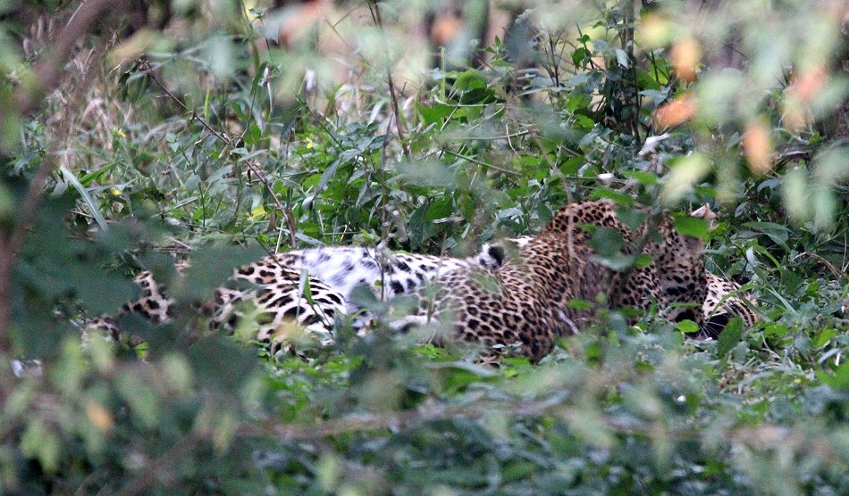 Leopard, Kaboso
