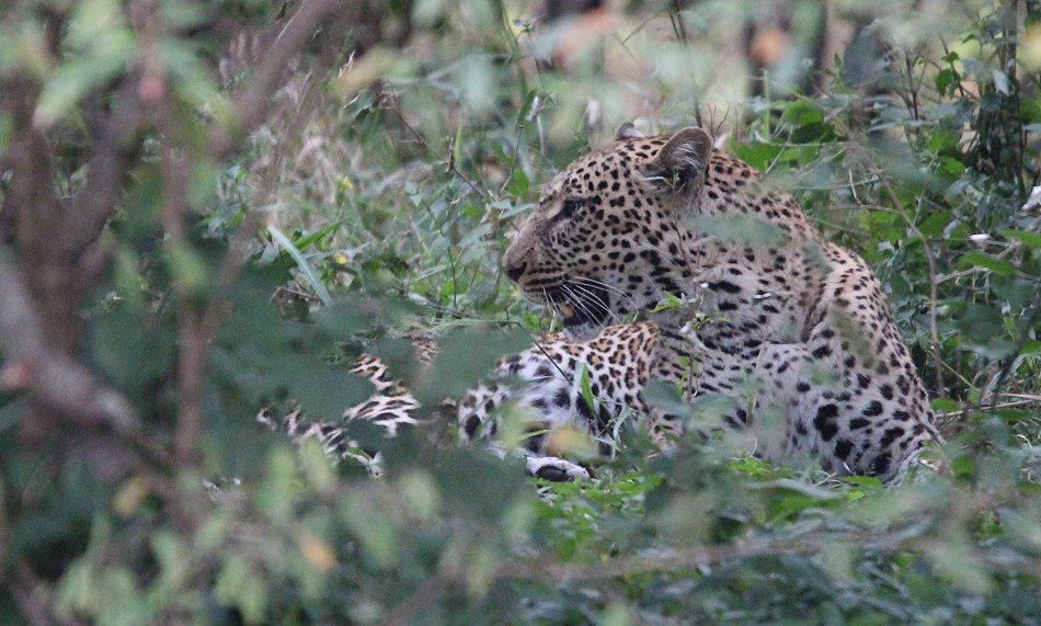Leopard, Kaboso