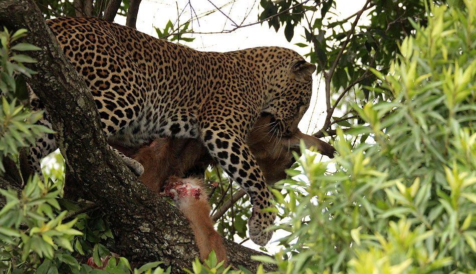 Leopard, Kaboso