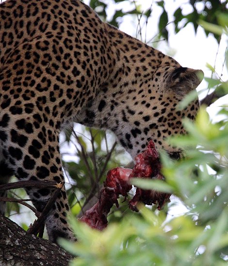 Leopard, Kaboso