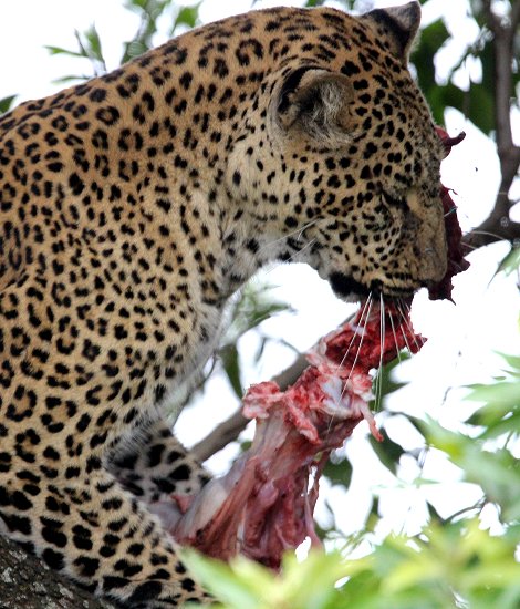 Leopard, Kaboso