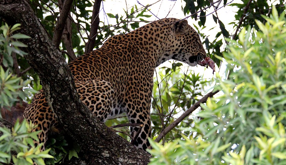 Leopard, Kaboso