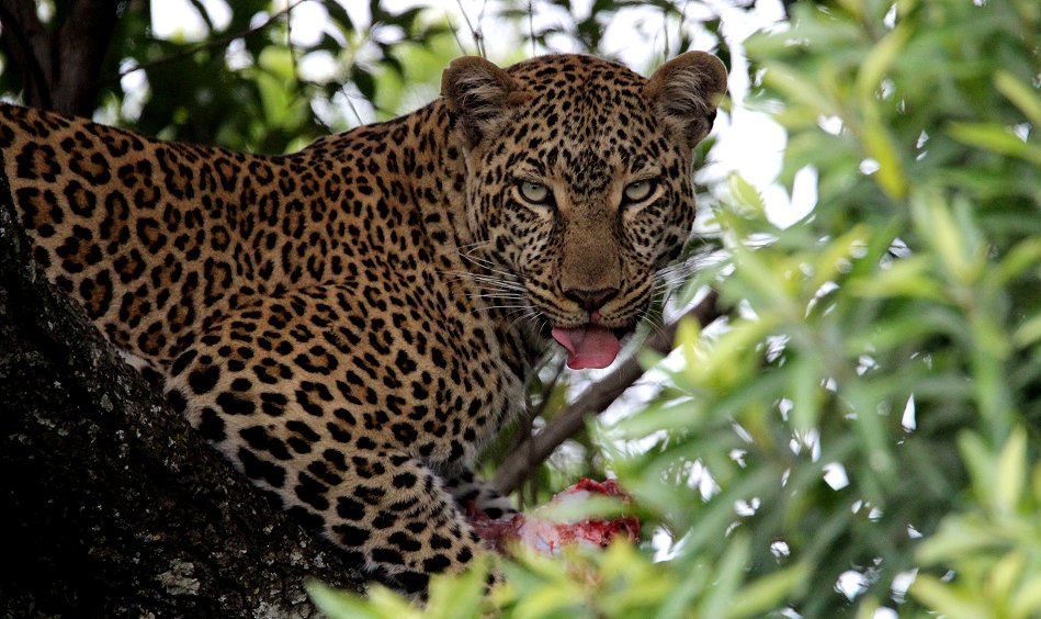 Leopard, Kaboso