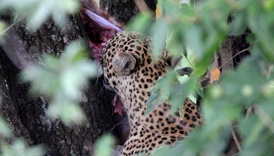 Leopard, Kaboso