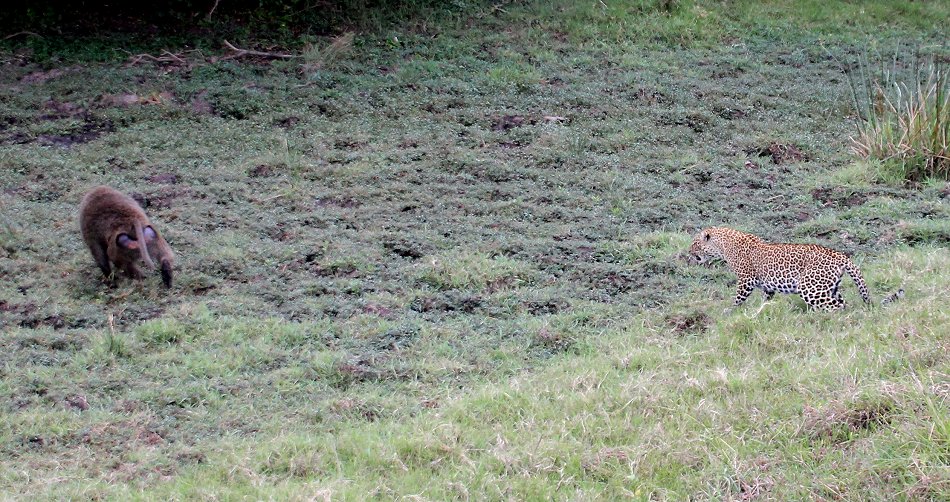Kaboso, Leopard kämpft gegen Paviane, Masai mara