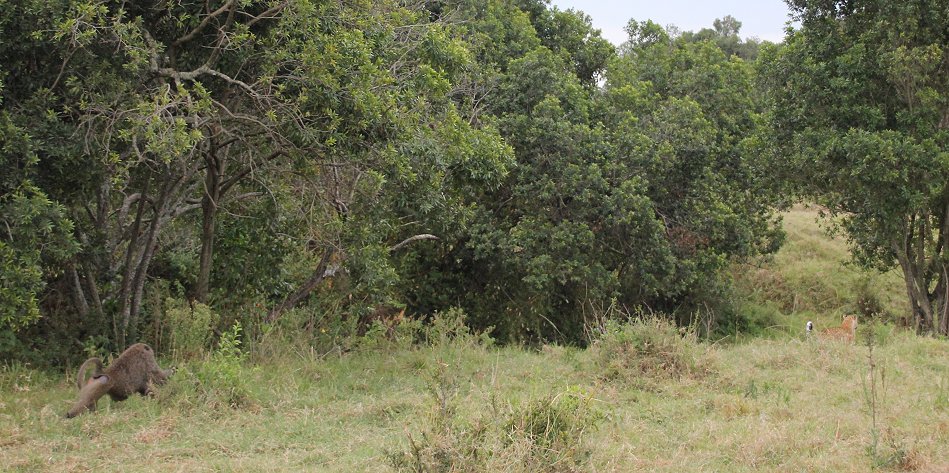 Kaboso, Leopard kämpft gegen Paviane, Masai mara