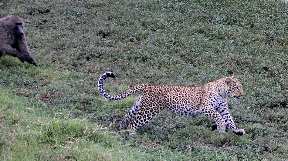 Kaboso, Leopard kämpft gegen Paviane, Masai mara