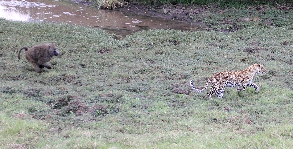 Kaboso, Leopard kämpft gegen Paviane, Masai mara