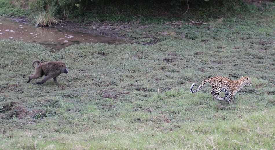 Kaboso, Leopard kämpft gegen Paviane, Masai mara
