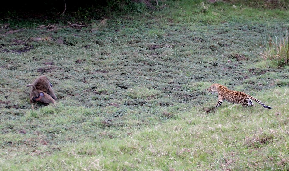 Kaboso, Leopard kämpft gegen Paviane, Masai mara