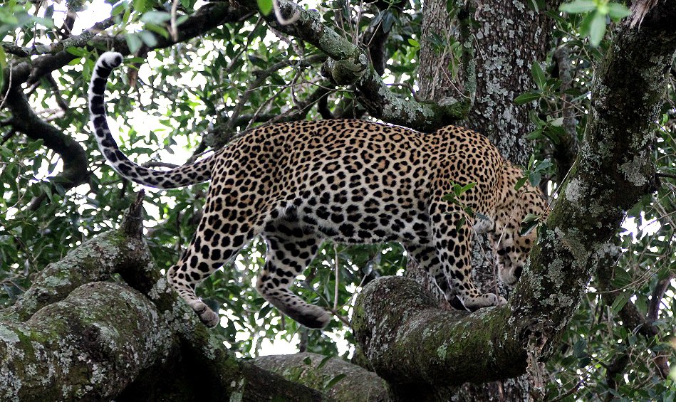 Leoparden Männchen, Masai Mara