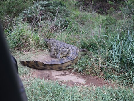 Nilkrokodil auf Gelege