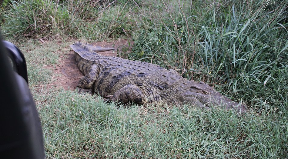 brütendes Nilkrokodil