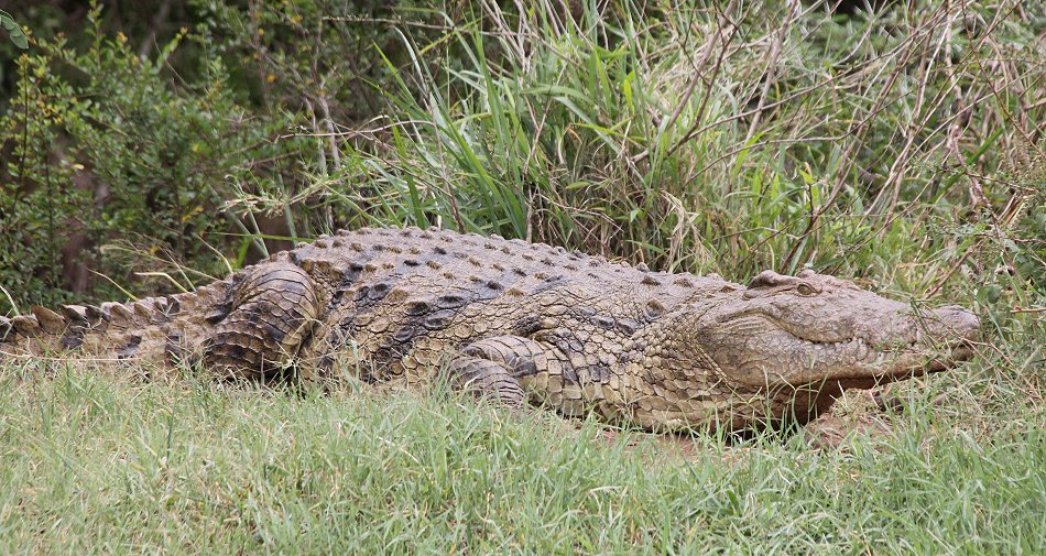 Nilkrokodil auf Gelege