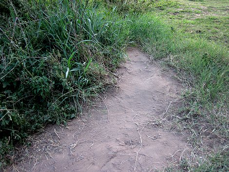 Nilkrokodil Eiablageplatz, Tag 8