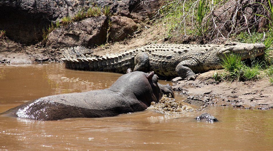 riesiges Nilkrokodil und ein Flusspferd