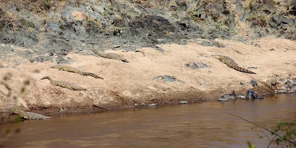 Nilkrokodile am Mara River
