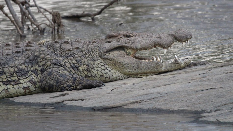 Nilkrokodil im Ol Are Orok River