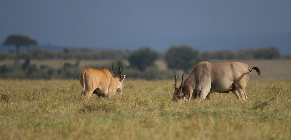 Eland