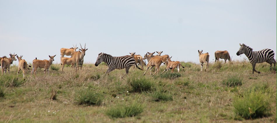 Eland