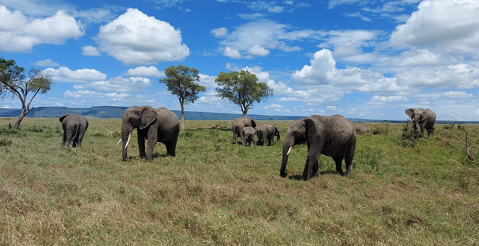 Elefanten in der Masai Mara