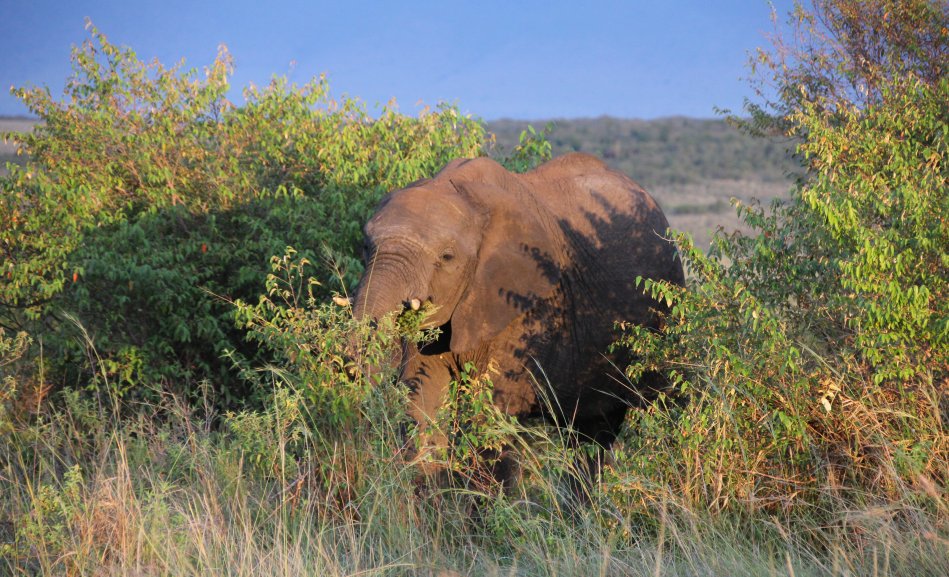 streitende Elefanten in der Masai Mara