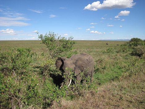 Elefant in der Masai Mara