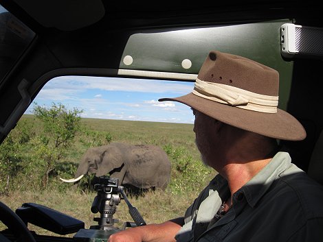 Elefant in der Masai Mara