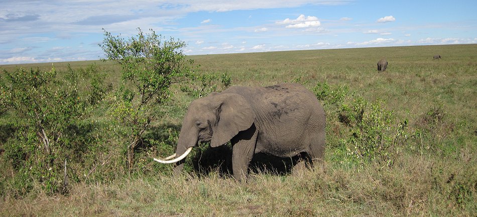 Elefant in der Masai Mara