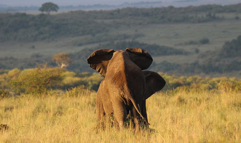 streitende Elefanten in der Masai Mara