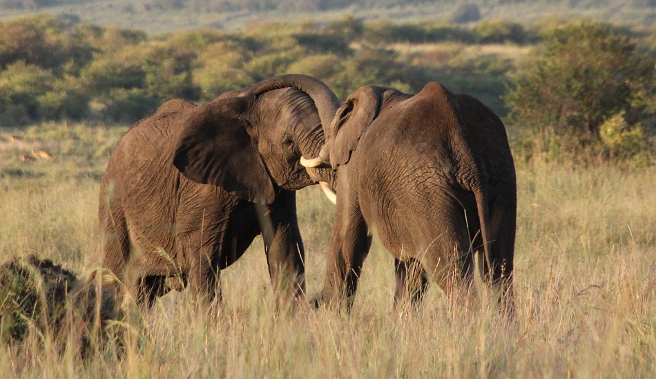 streitende Elefanten in der Masai Mara