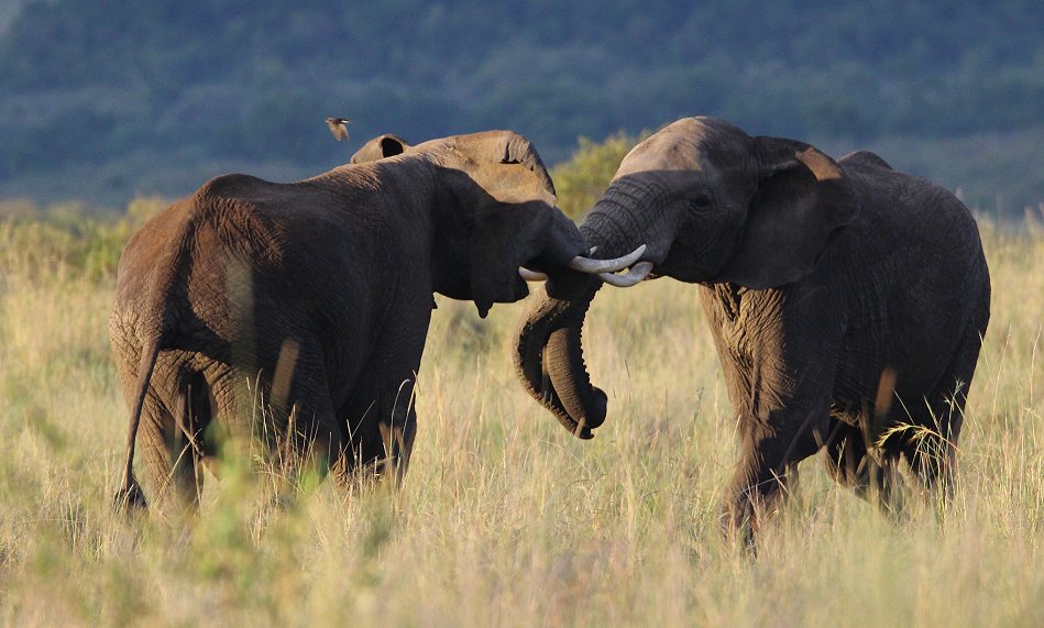 streitende Elefanten in der Masai Mara
