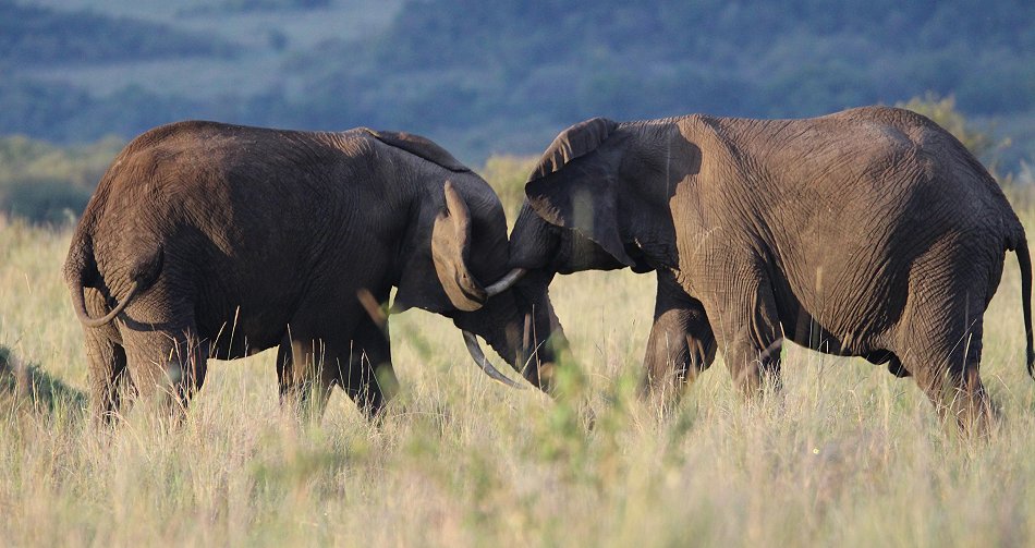 streitende Elefanten in der Masai Mara