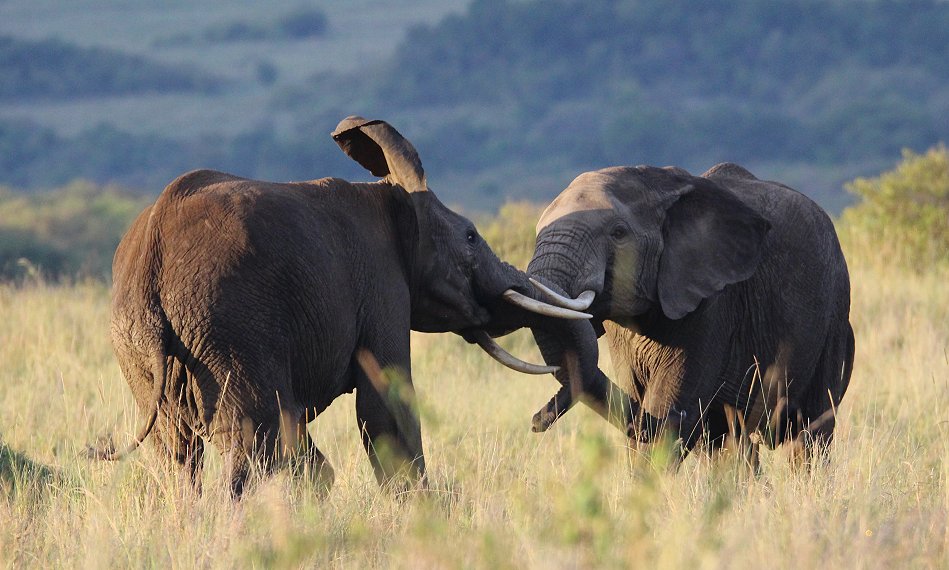 streitende Elefanten in der Masai Mara