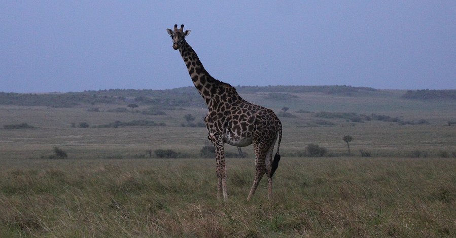 Masai Giraffen