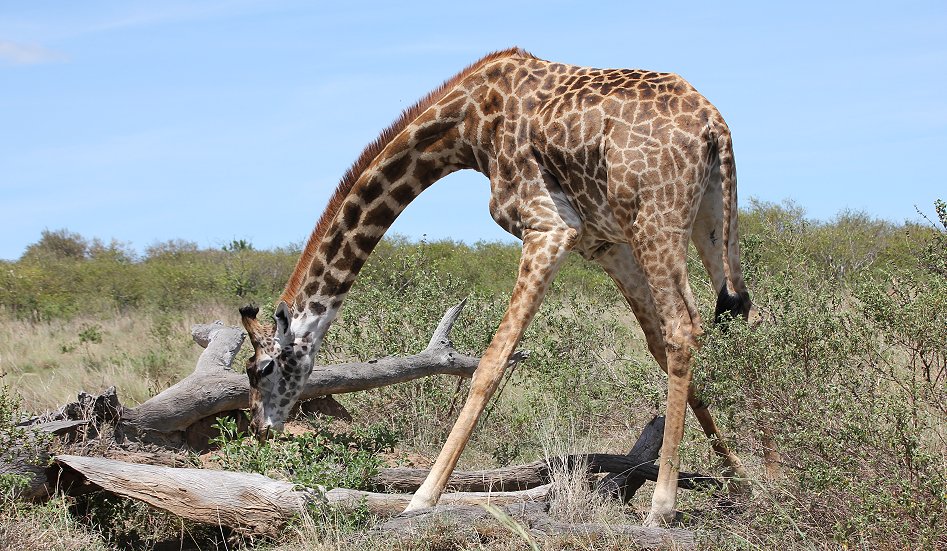 Masai Giraffen