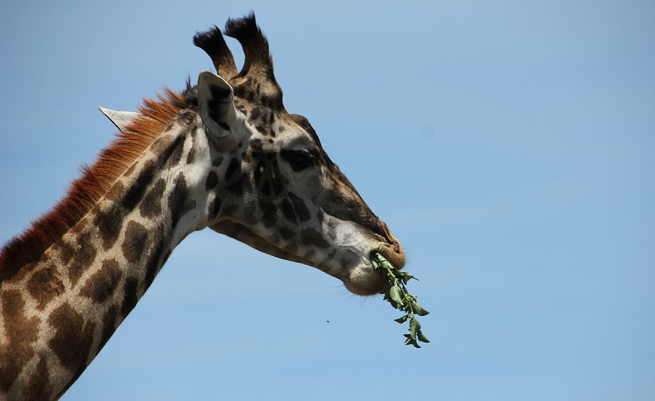Masai Giraffen
