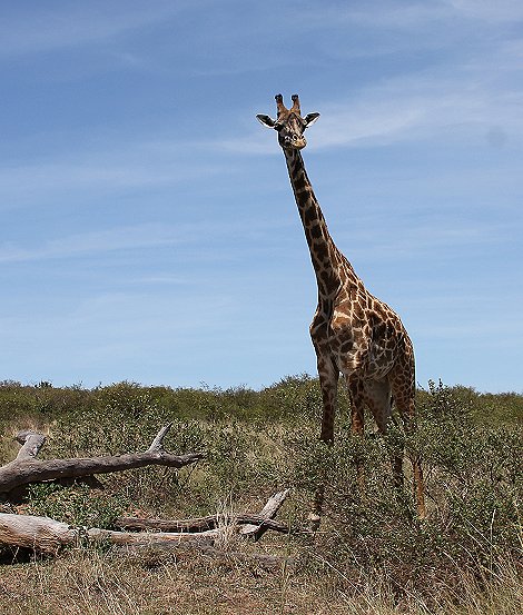 Masai Giraffen