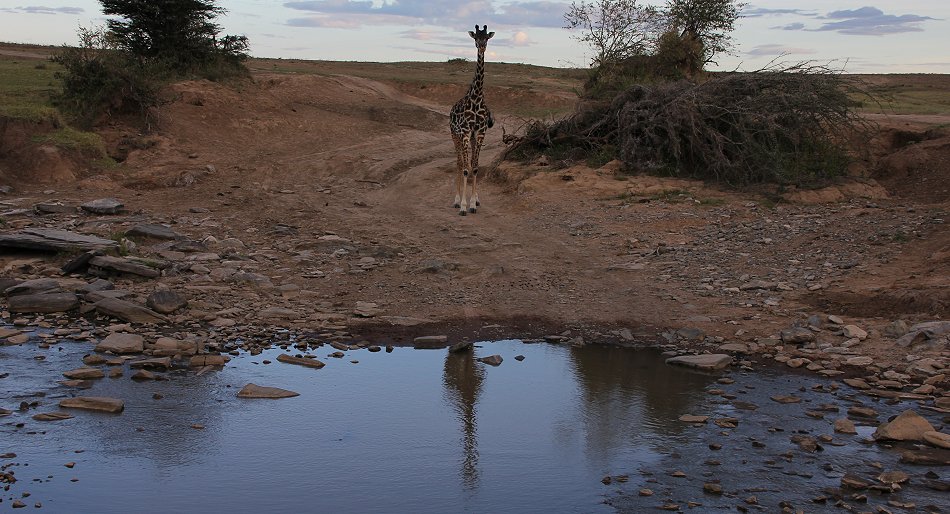 Masai Giraffen