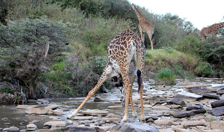 Masai Giraffen